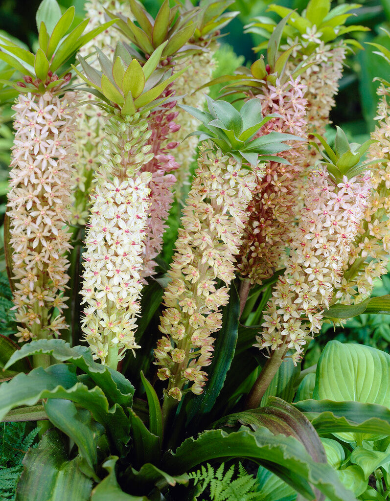 Tuftet lilje-Eucomis Comosa 1-pakning